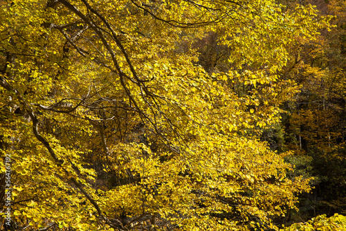 Ginkgo biloba showing bright yellow leaves