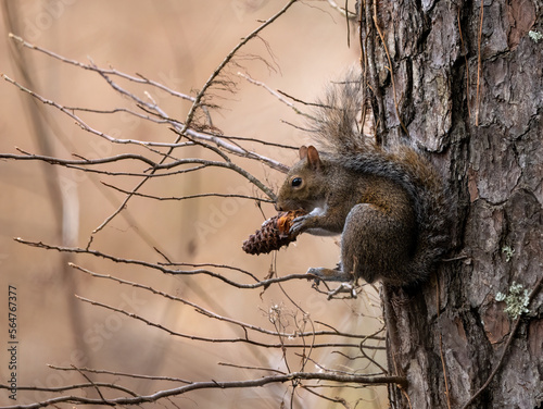 red squirrel perched on a tree eating a pinecone 