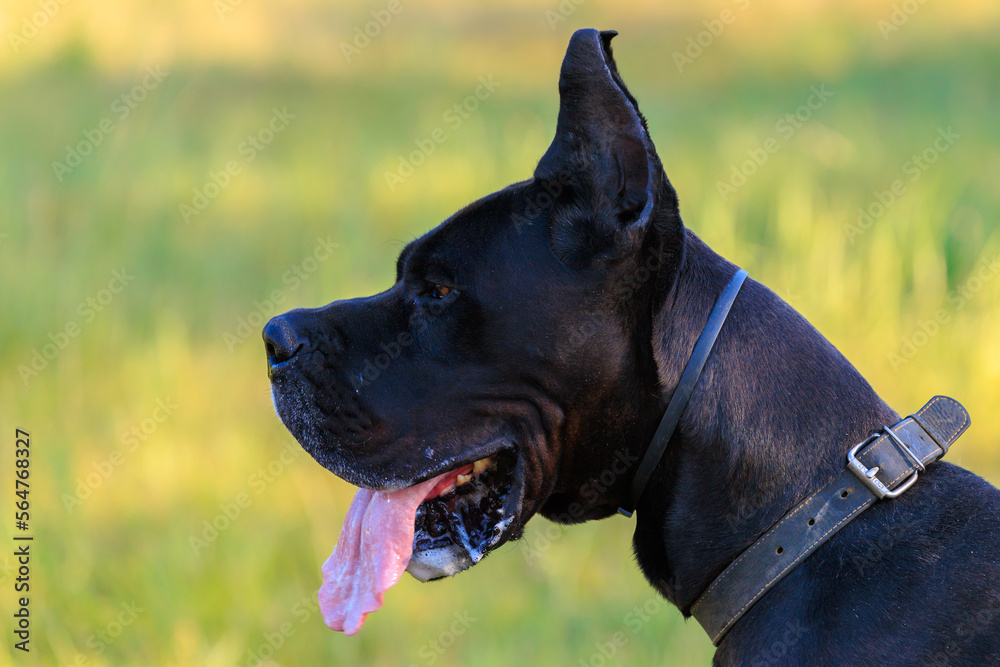 Huge black dog of Great Dane breed in nature with selective focus