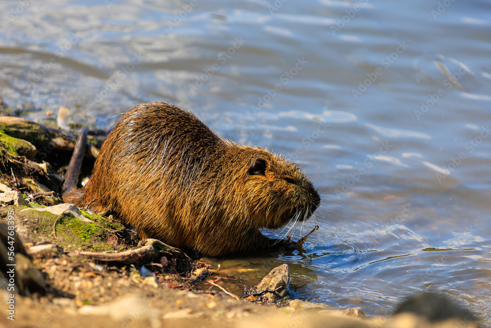Nutria on the banks of the Vltava river in Prague the capital of the Czech Republic. Urban animals.Background Nutria on the banks of the Vltava river in Prague the capital of the Czech Republic. Urban animals.Background