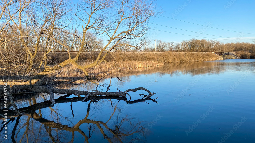 Obraz premium fallen tree in river in the spring