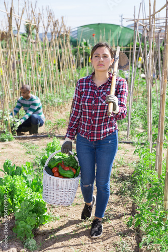 Young Latina working on her vegetable garden on sunny spring day, carrying basket of freshly harvested crops © JackF