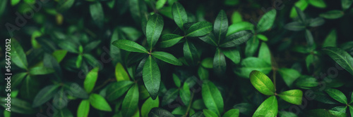Green plant foliage nature background, top view banner.