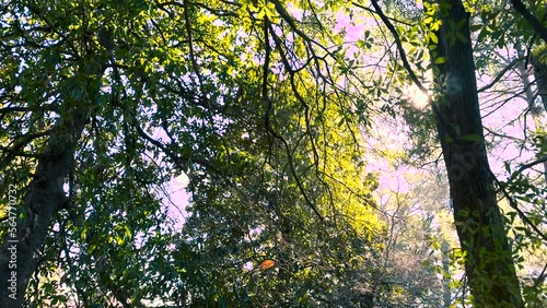 Shot of Trees on a Sunny Day Shot on iPhone 14 Pro Max