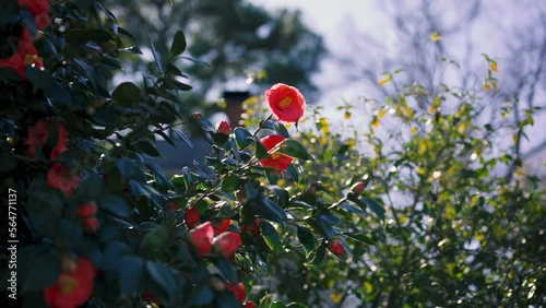 Shot of Red Camellia Flower and Plant