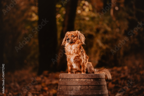 Hund im Wald photo