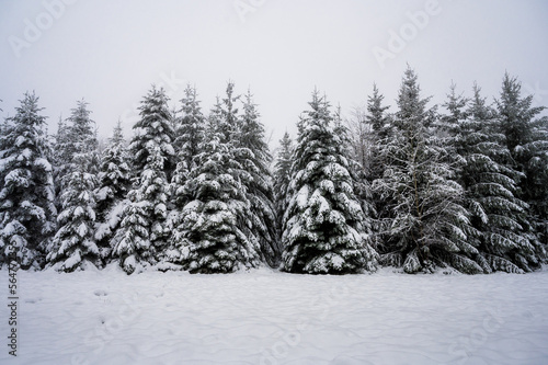Pine Trees in snowy forest during snowfall in the Black Forest, Germany © RK_ Photography