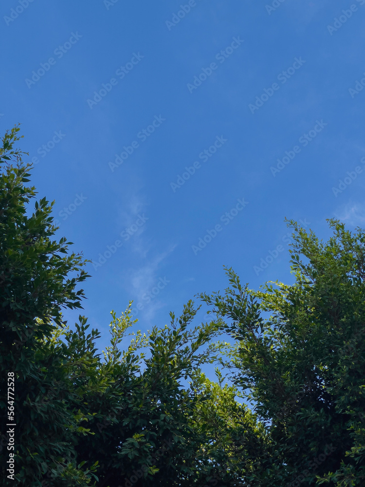 tree with green leaves, blue and calm sky tree with green leaves, blue and calm sky