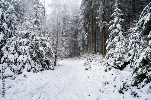 Footpath in snowy forest during snowfall in the Black Forest, Germany