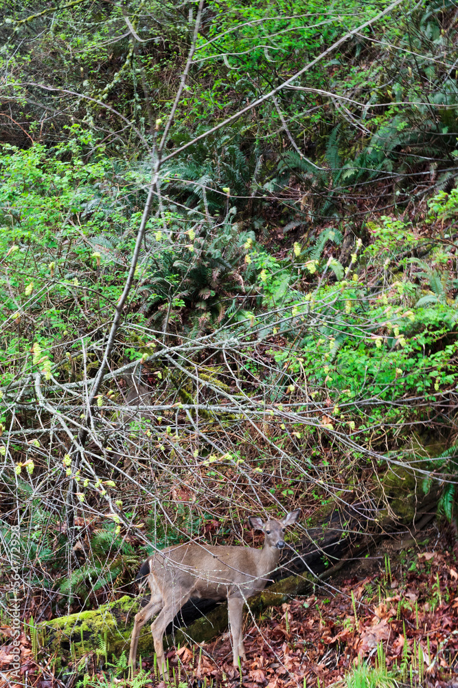 A deer grazes in a park at Point Defiance Park in Tacoma, WA. A deer grazes in a park at Point Defiance Park in Tacoma, WA.
