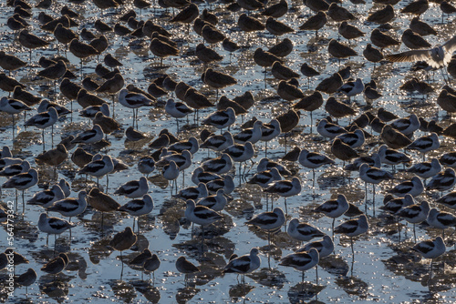 Colony of birds, Palo Alto Baylands, Palo Alto, California, USA photo