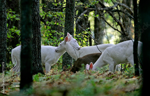 A pair of White deer snuggle in a field in Boulder Junction, Wi. The rare pack of white deer are called 