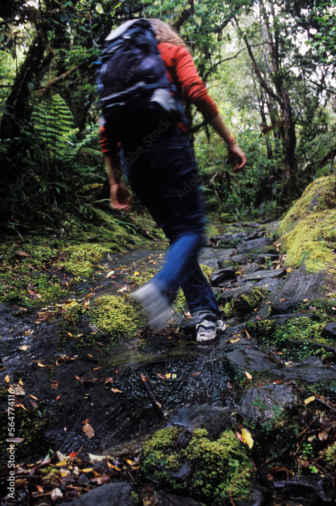 A young woman hikes through the thick forest and over mossy stones near Franz Josef Glacier, South Island, New Zealand. A young woman hikes through the thick forest and over mossy stones near Franz Josef Glacier, South Island, New Zealand.