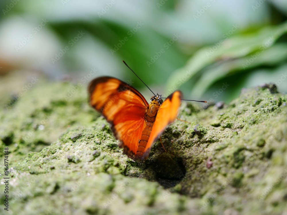 Closeup of Beautiful Orange Butterfly Closeup of Beautiful Orange Butterfly