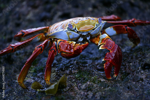 Crab Zayapa, Floreana island photo