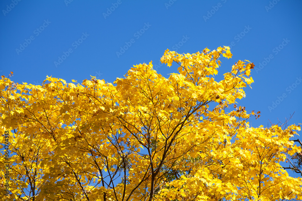 Fototapeta premium Autumn yellow leaves and blue sky