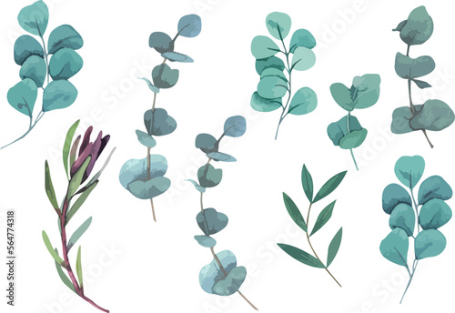 Collection of green silver eucaliptus leaves. Natural branches, vector illustration. Perfect for print and wedding design