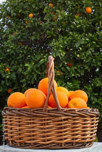 orange oranges in basket tree citrus fruit trees orchard fruits picking farming harvest growing farm food foods eating nutrition plant delicious sweet healthy