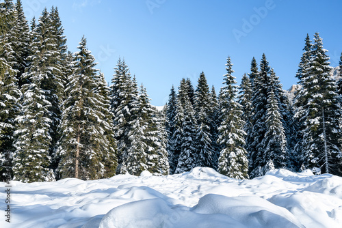 Snow covered dense pine forest in the Alps on a clear winter day. Natural background.