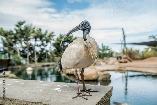 An Australian White Ibis At The Sydney Zoo photo