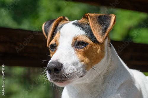 jack russell terrier portret psa © Paweł Kacperek