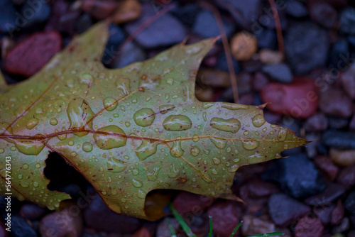 Leaves photo