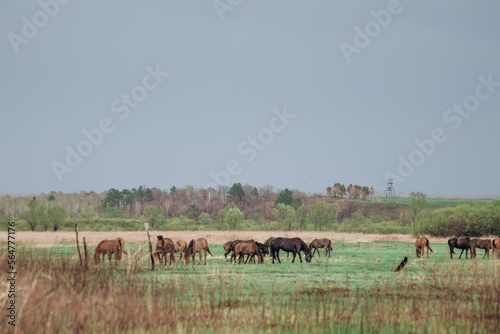 The horses are running in the field. © Алексей Орлов