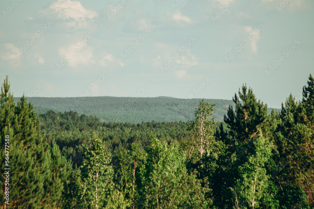 Naklejka premium Forest green massif. View of the distant hills.