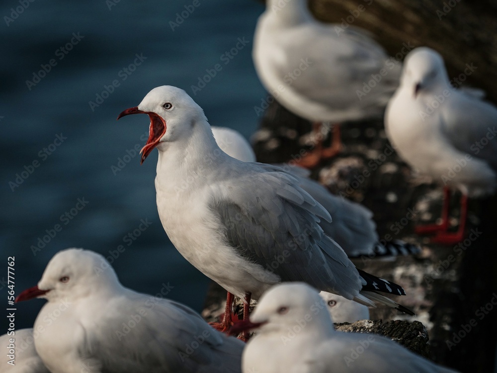 Close up portrait of screaming yelling red billed gull tarapunga birds sitting on wooden beam log in Aramoana Dunedin Otago South Island New Zealand Close up portrait of screaming yelling red billed gull tarapunga birds sitting on wooden beam log in Aramoana Dunedin Otago South Island New Zealand