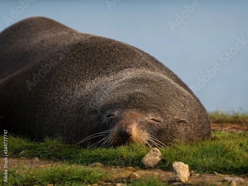 Close up portrait of a lazy dozing snoozing fur seal sleeping on green grass coast of Aramoana Dunedin Otago New Zealand