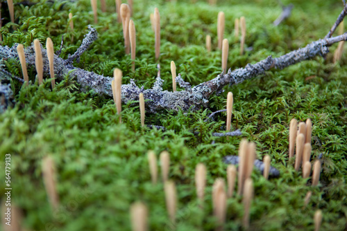 Club-shaped coral mushrooms grow from the moss-covered ground in Wrangell-St. Elias National Park, Alaska.