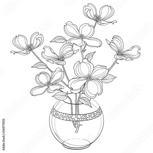Bouquet of outline American dogwood or Cornus Florida flowers and leaves in vase in black isolated on white background. 