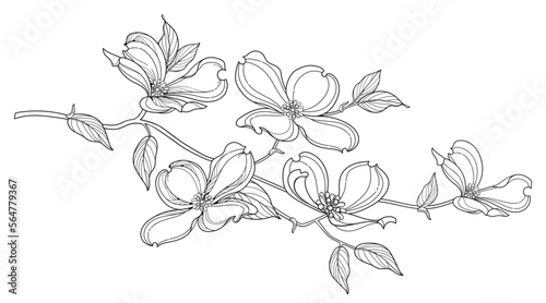 Branch of outline American dogwood or Cornus Florida flower and foliage in black isolated on white background. 