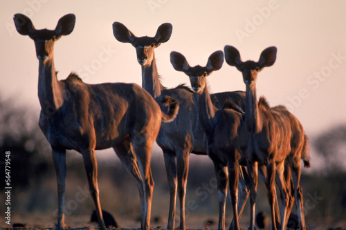 A herd of kudus  keep watch over  their surroundings.