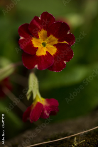 A red and orange blossom with five petals. Rhoen Mountains, Germany