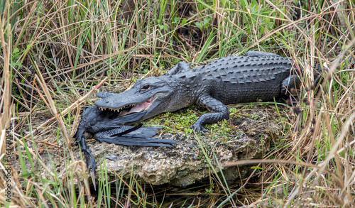 alligator in the everglades eating a bird (anhinga) photo