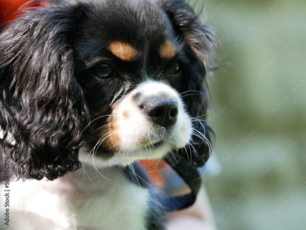 Cute Cavalier King Charles Puppy