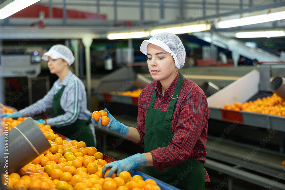 Portrait of young girl busy on factory for processing agricultural produce, sorting ripe orange mandarins on conveyor line