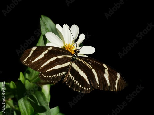 Butterfly on Flower Over Black Background