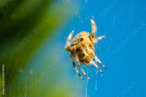 Araneus angulatus Spider on web