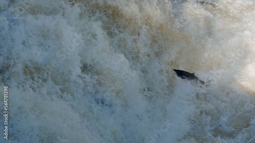 Atlantic salmon ( Salmo salar ) leaping up the River Shin photo