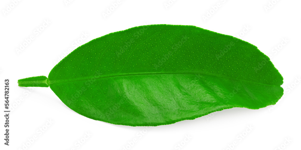 Obraz premium citrus leaf isolated on white background. clipping path