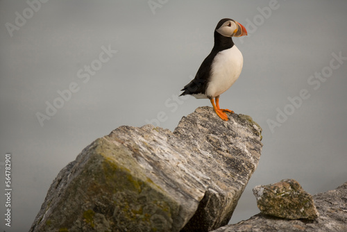 Atlantic Puffins (Fratercula arctica), the main attraction on Eastern Egg Rock Island, Maine. photo