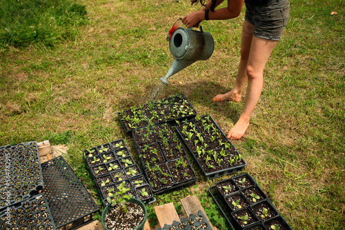 Worker up-pots plants at the farm at Circle Acres.