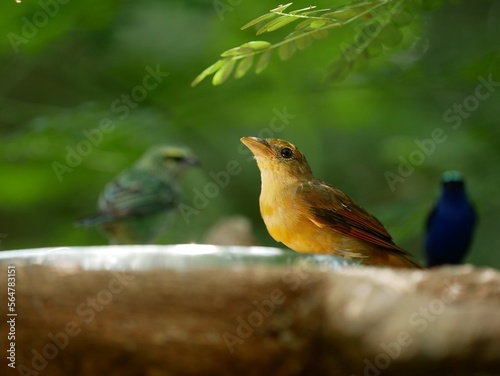 Close up of bird in tropical forest