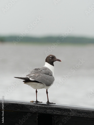 Seagull North Carolina