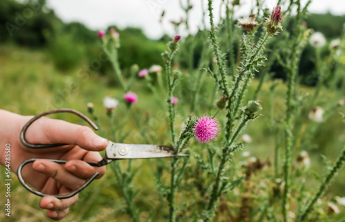 Carduus acanthoides, spiny plumeless thistle, welted thistle, or plumeless thistle a hand with vintage scissors pruning a flower in the summer in a meadow. Collection of medicinal herbs 