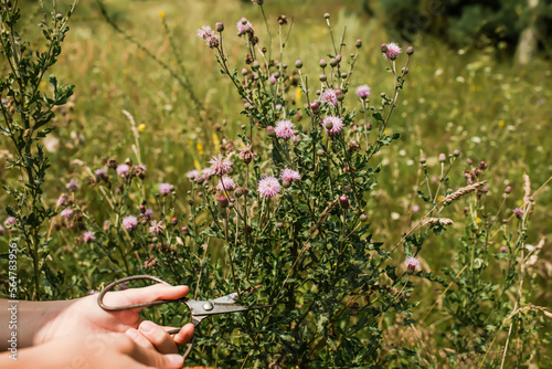 Herbalist's hand with vintage scissors collects grass for abundant clinically useful drugs  photo
