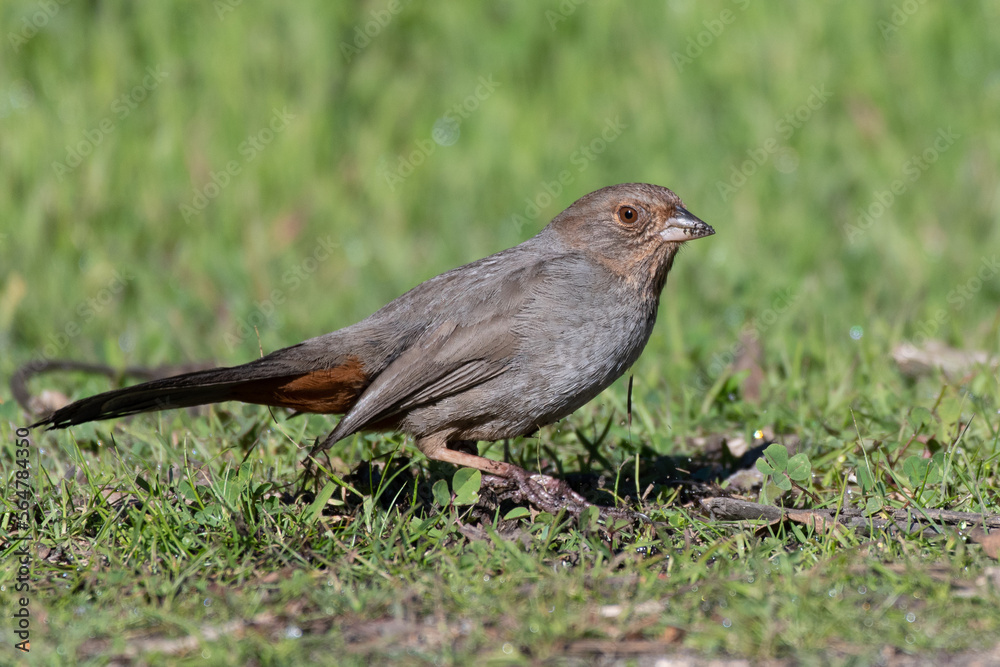 California Towhee has dirt stuck to beak while foraging along the estuary ground for food to eat California Towhee has dirt stuck to beak while foraging along the estuary ground for food to eat