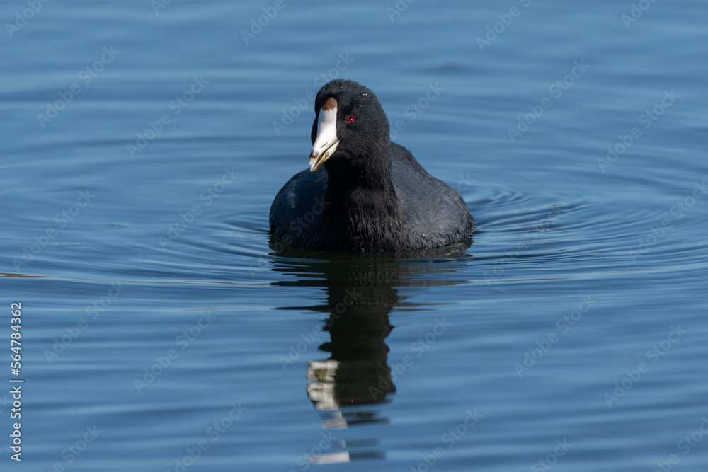 Ripples spreading along the pond water surface as the American Coot bird swims along with her reflection Ripples spreading along the pond water surface as the American Coot bird swims along with her reflection